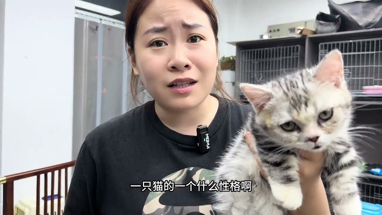 同样是美短起司矮脚，价格差的好多哦