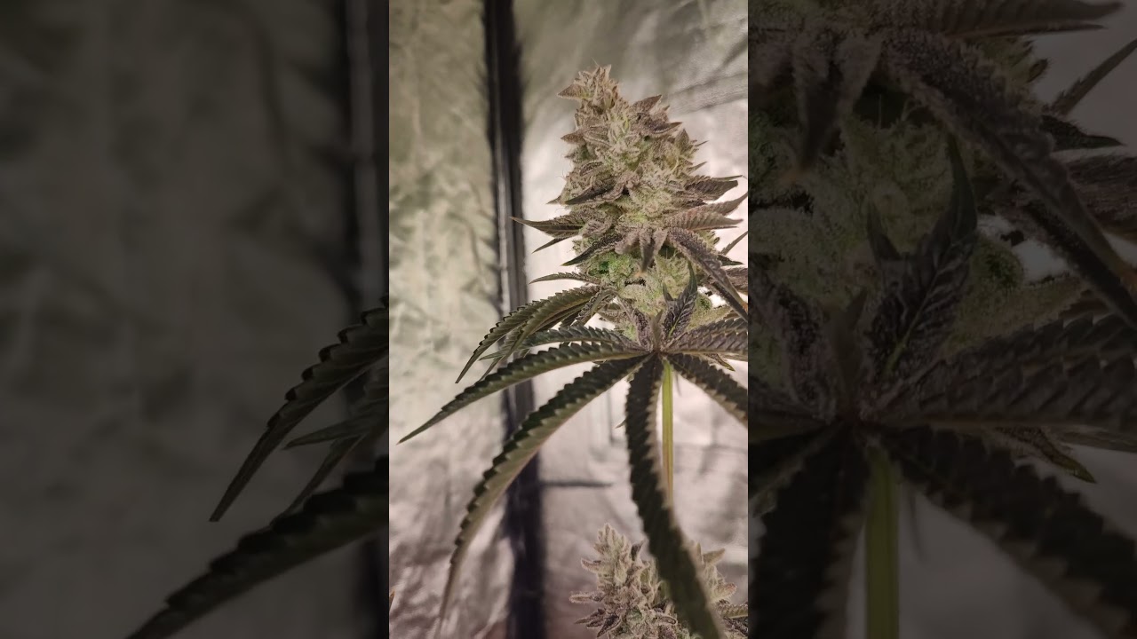 Slurricane S7 x Blueberry f5