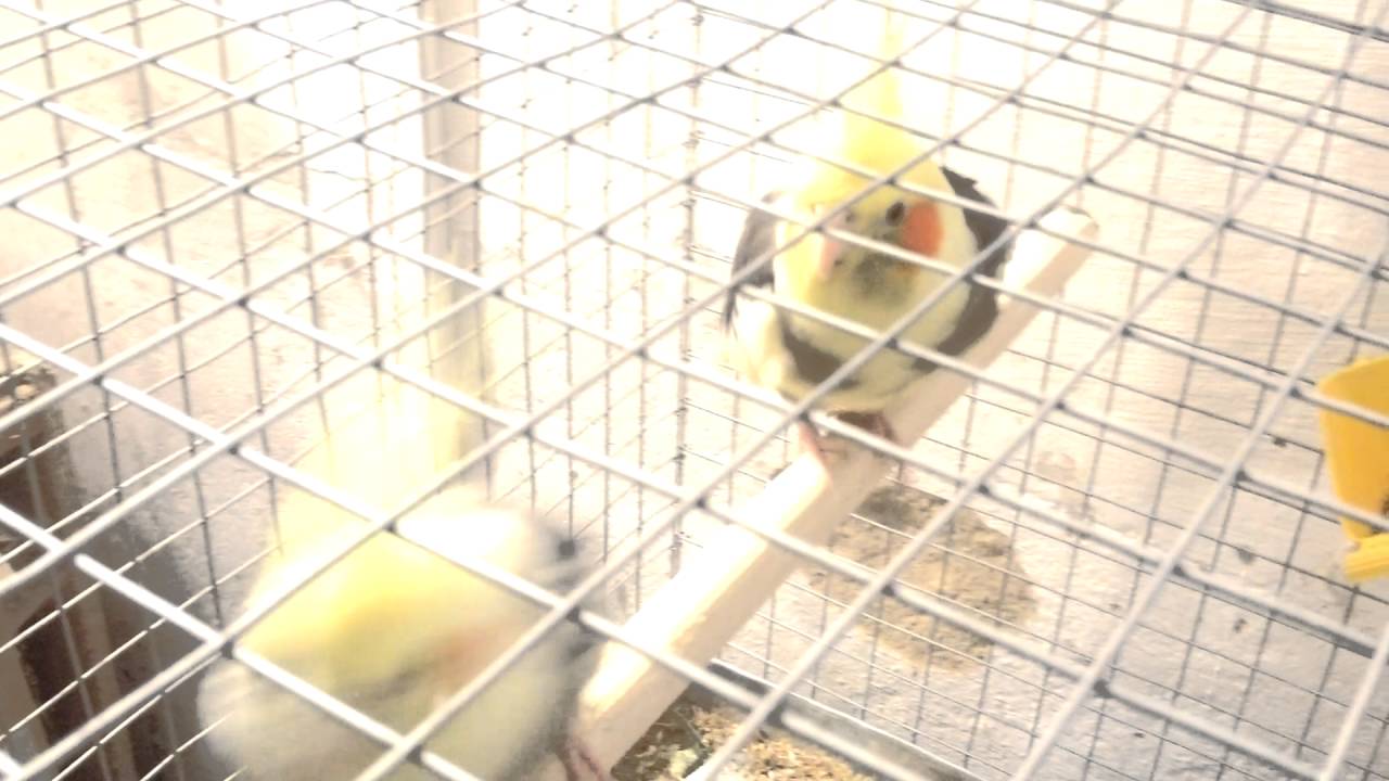 Parents parrots pluck feathers from chicks