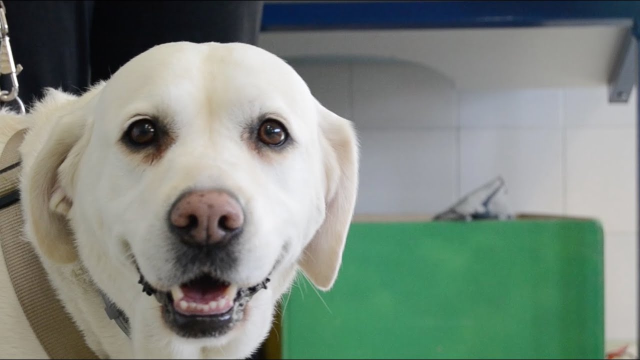 Un día en la vida de  un perro de terapia  (CALA)