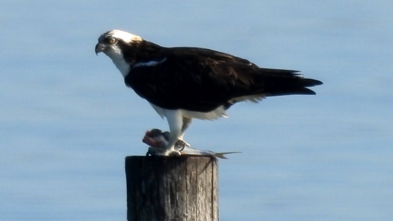 ミサゴの食事 (4K) / Osprey's meal
