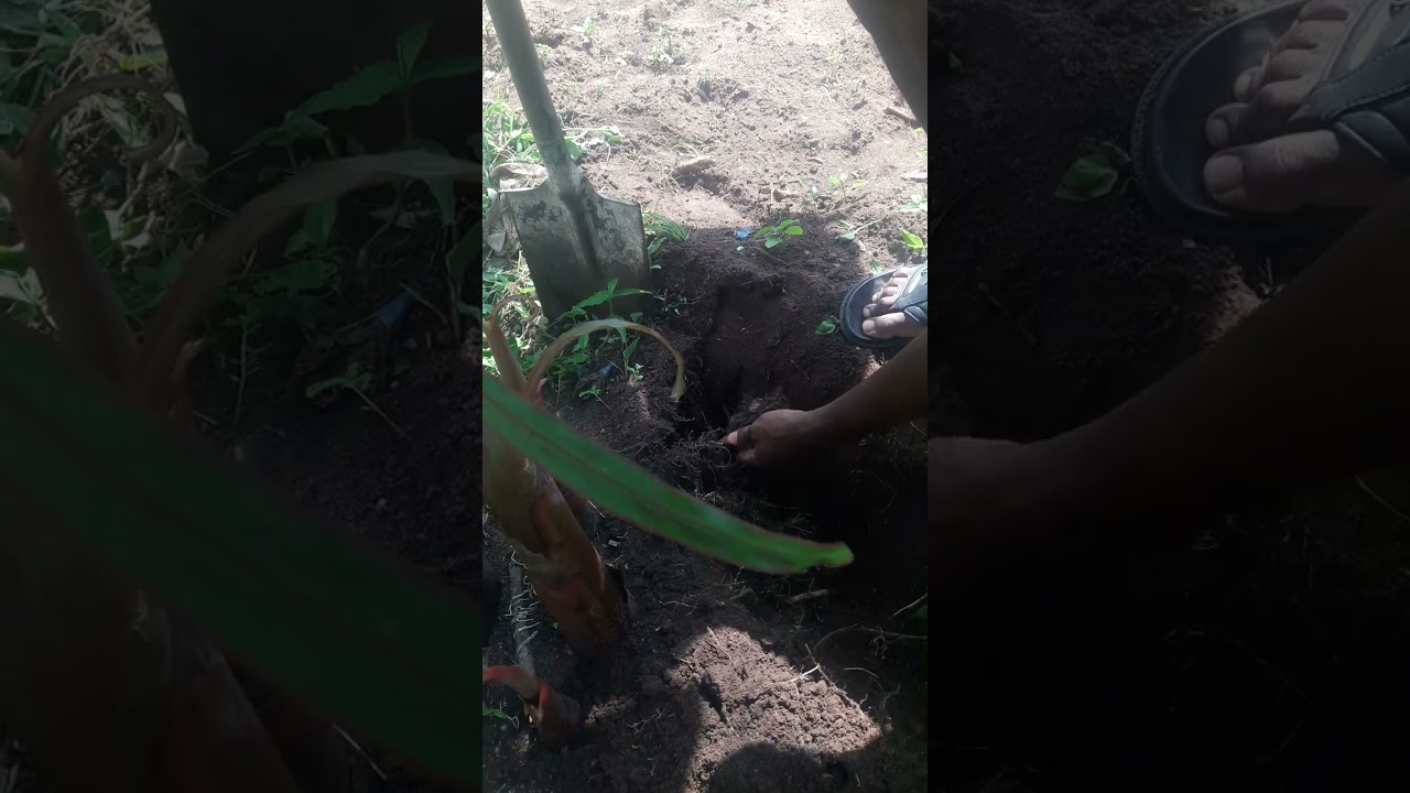 PROPER WAY TO SEPARATE and DIG OUT PLANTAIN SUCKERS FOR TRANSPLANTING.