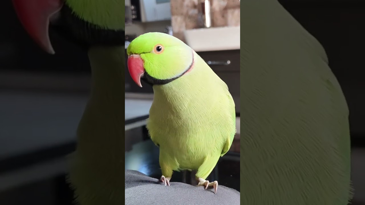 Mummy Papa 💓 #talkingparot #parrot #nonstoptalkingparrot #funny #talkingparrot #mithukibatain #cute