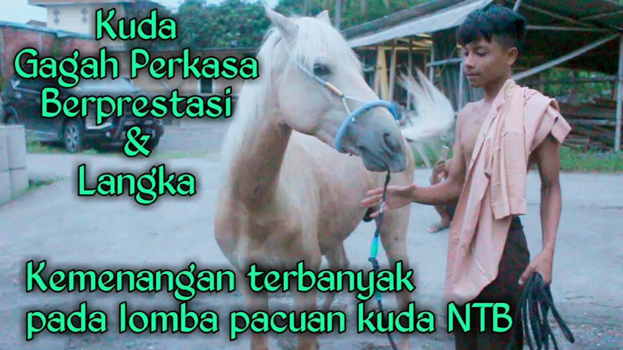 berprestasi dan langka, kuda jawara cap gagah perkasa yang sering menang dalam lomba pacuan kuda NTB