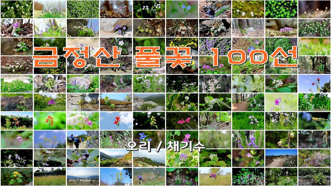 금정산 풀꽃 100선 (2)