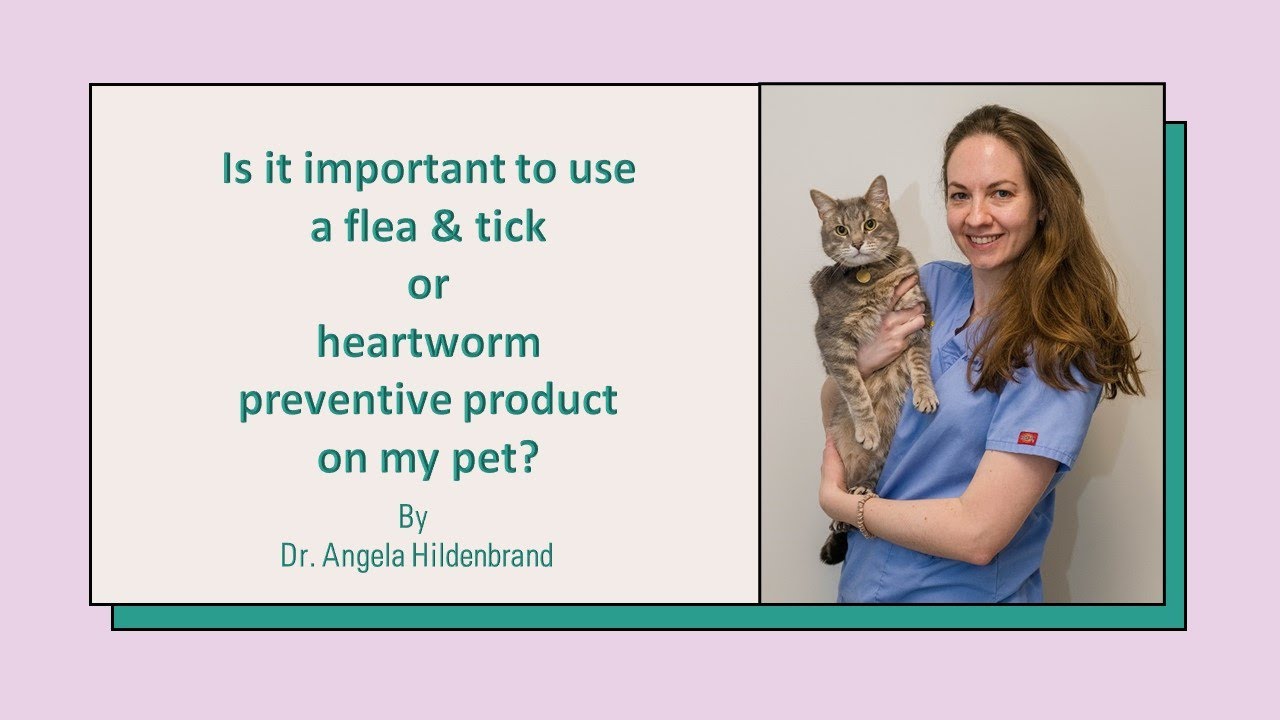 Is it important to use a flea & tick or heartworm prevention on my pet? By Dr. Angela Hildenbrand