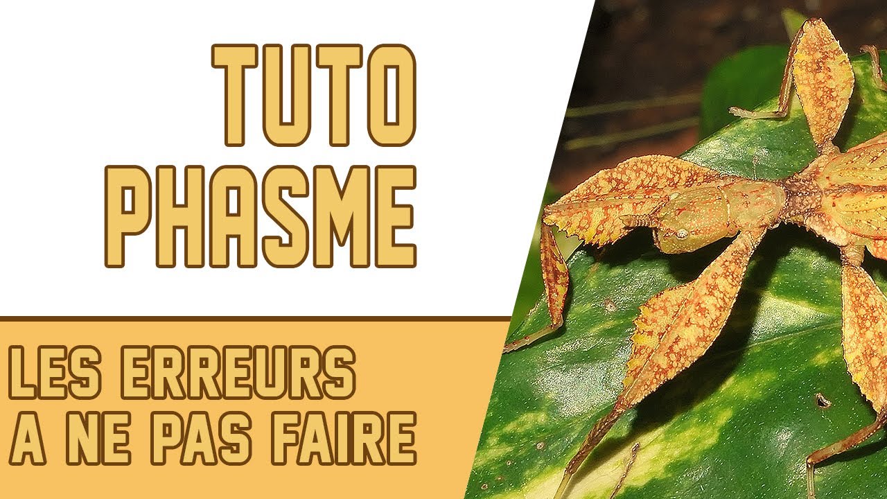 PHASME FEUILLE / Tuto Phasme, les erreurs à ne pas faire ! Semaine Conseils 3/7 -   EUBLEPHARIS