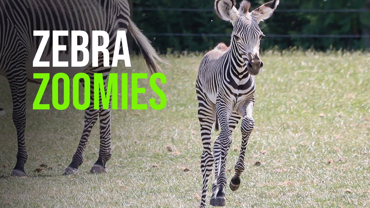 Tiny Zebra Zoomies!