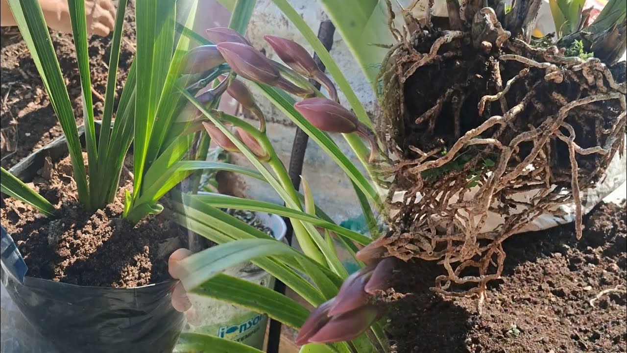 Caring for Orchids//Trimming Orchids Roots//State flower of sikkim🌸🌱💚 #orchid #orchidcare