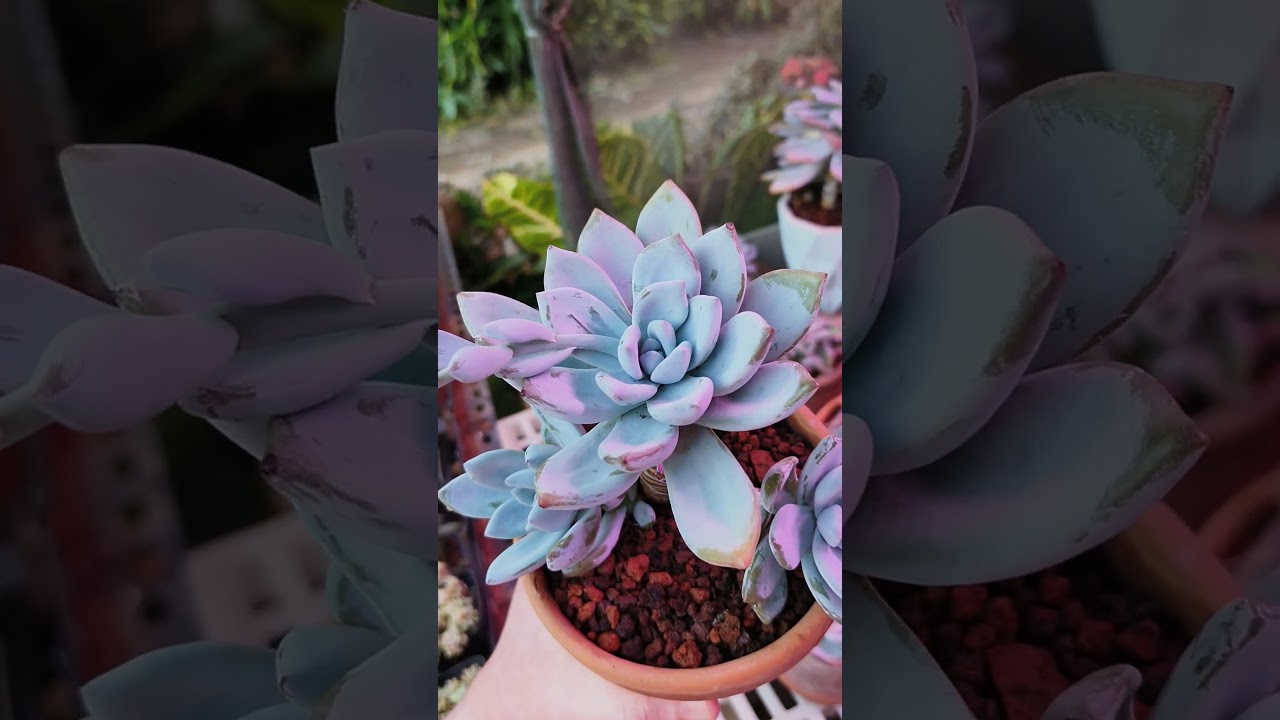 🆔simoansa #nature #relaxing #succulent #succulentobsession #gardendesign #succulentlife