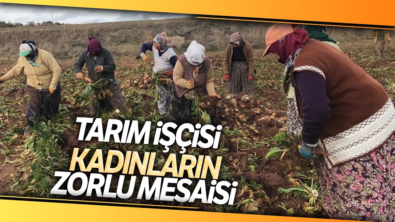 Tarım İşçisi Kadınlar, Günde 12 Saat Çalışarak Evlerinin Geçimini Sağlıyor