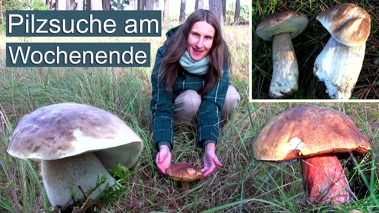 Pilz-Suche am Wochenende