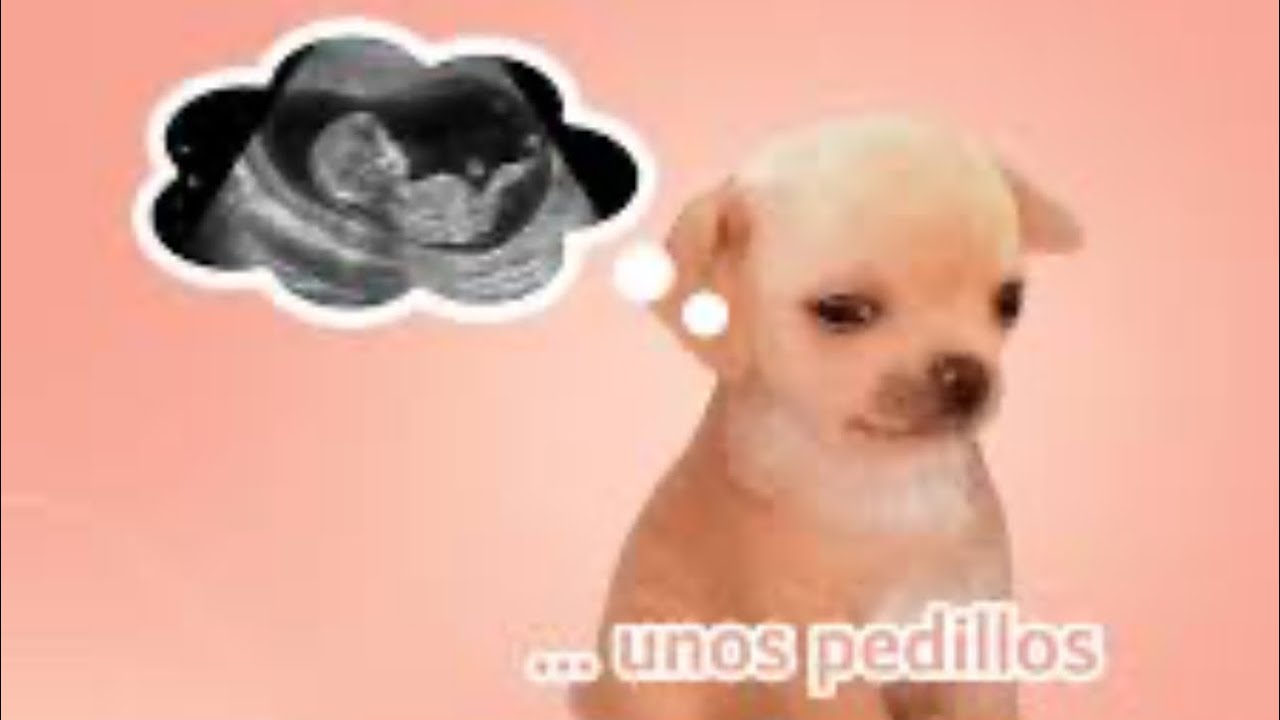Partograma | GO