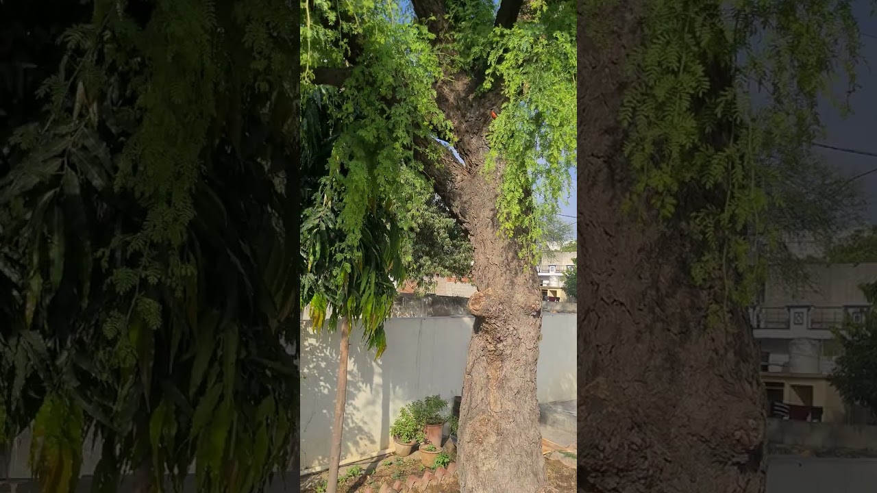 #plants Khejri (खेजड़ी) (Prosopis cineraria)