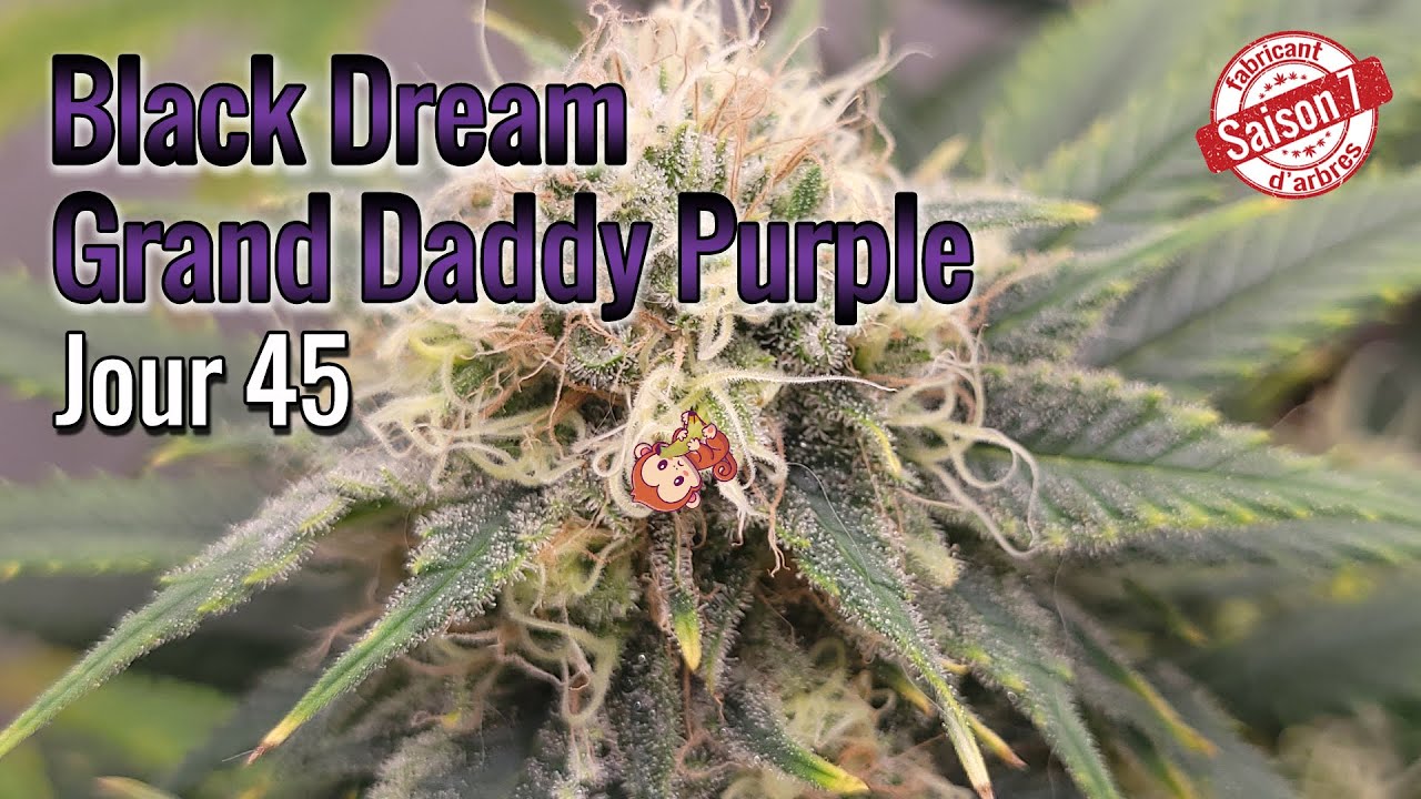45 jours de floraison avec le Black Dream, GDP et LSD - sous la SE3000 de Spider-Farmer - FAB S7E9