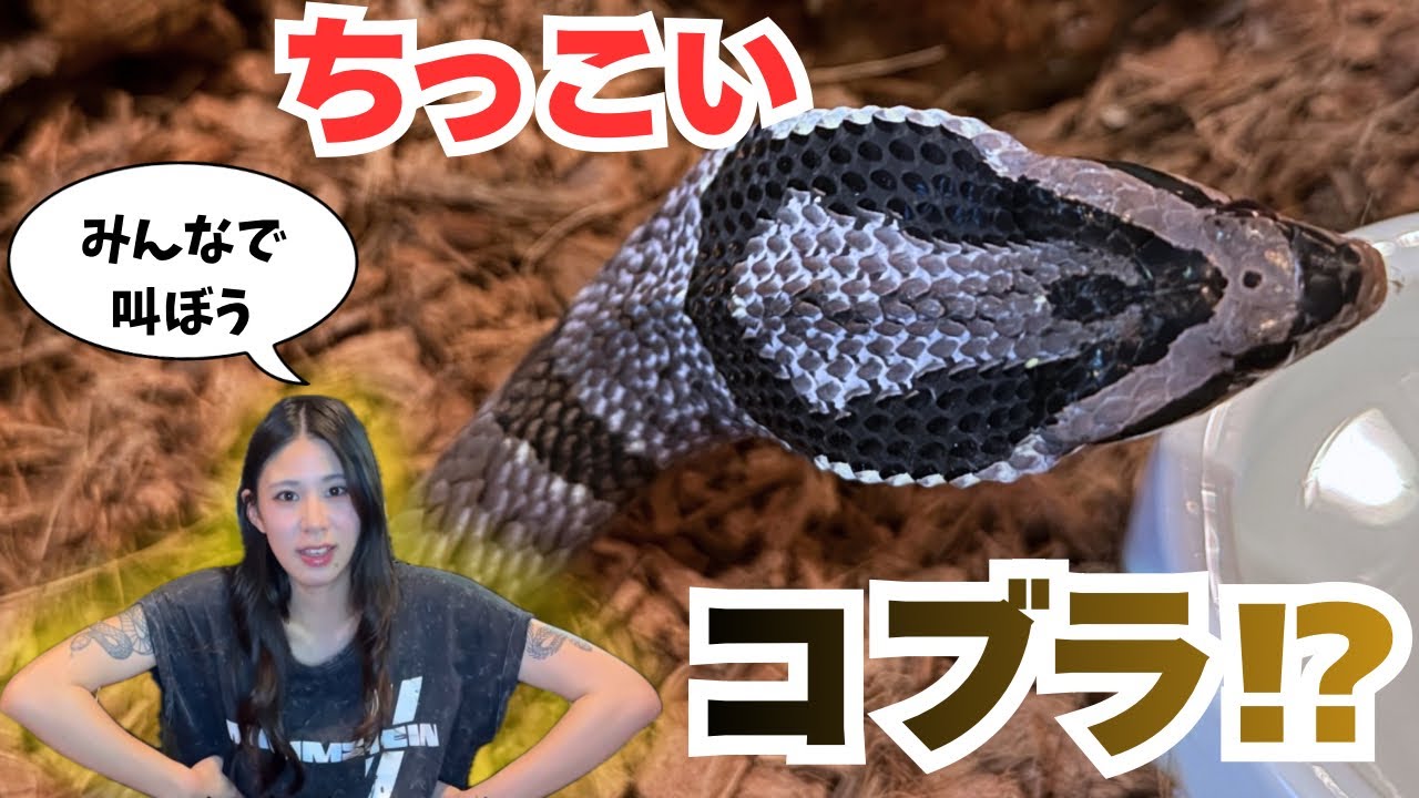 【変態ヘビ】ちっさいコブラ！？みたいなヘビを飼い始めました【ハスカイッッッ！！！】