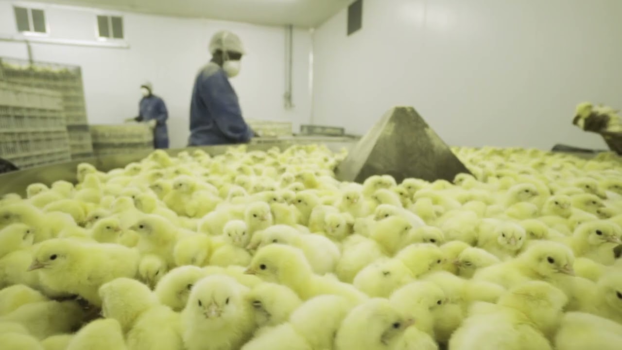 Namib Mills - Poultry Production