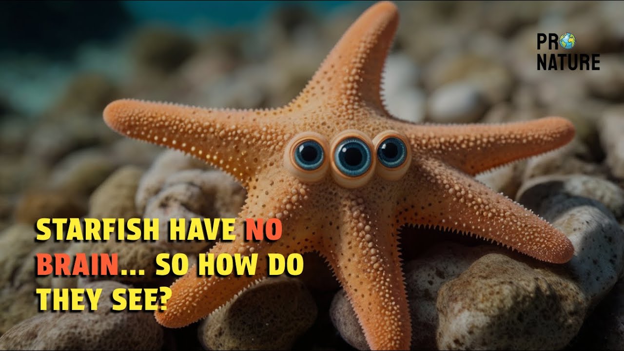 Starfish Have No Brain&hellip; So How Do They See?