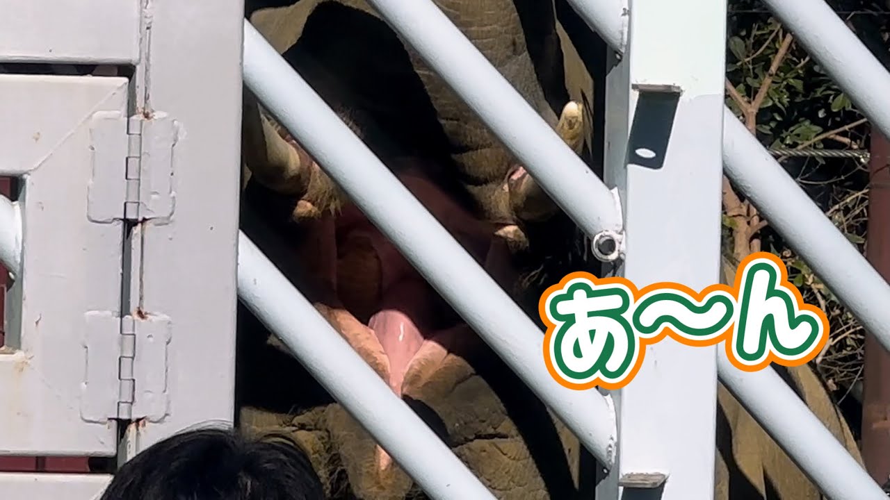【アルン🐘トレーニング】足の途中で、お口の中を見せるお茶目なアルンくん🤣　1月6日 上野動物園　アジアゾウ