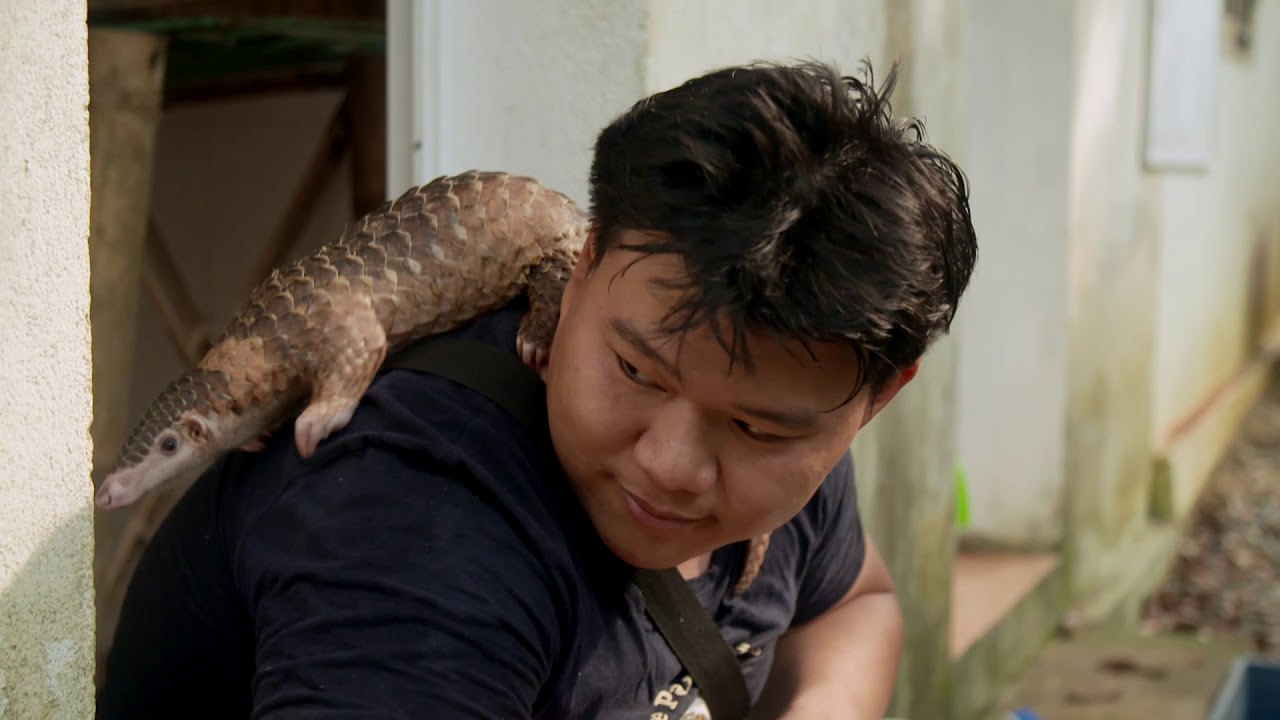 Trailer 360&deg; - GEO Reportage: Vietnam, die letzten Pangoline