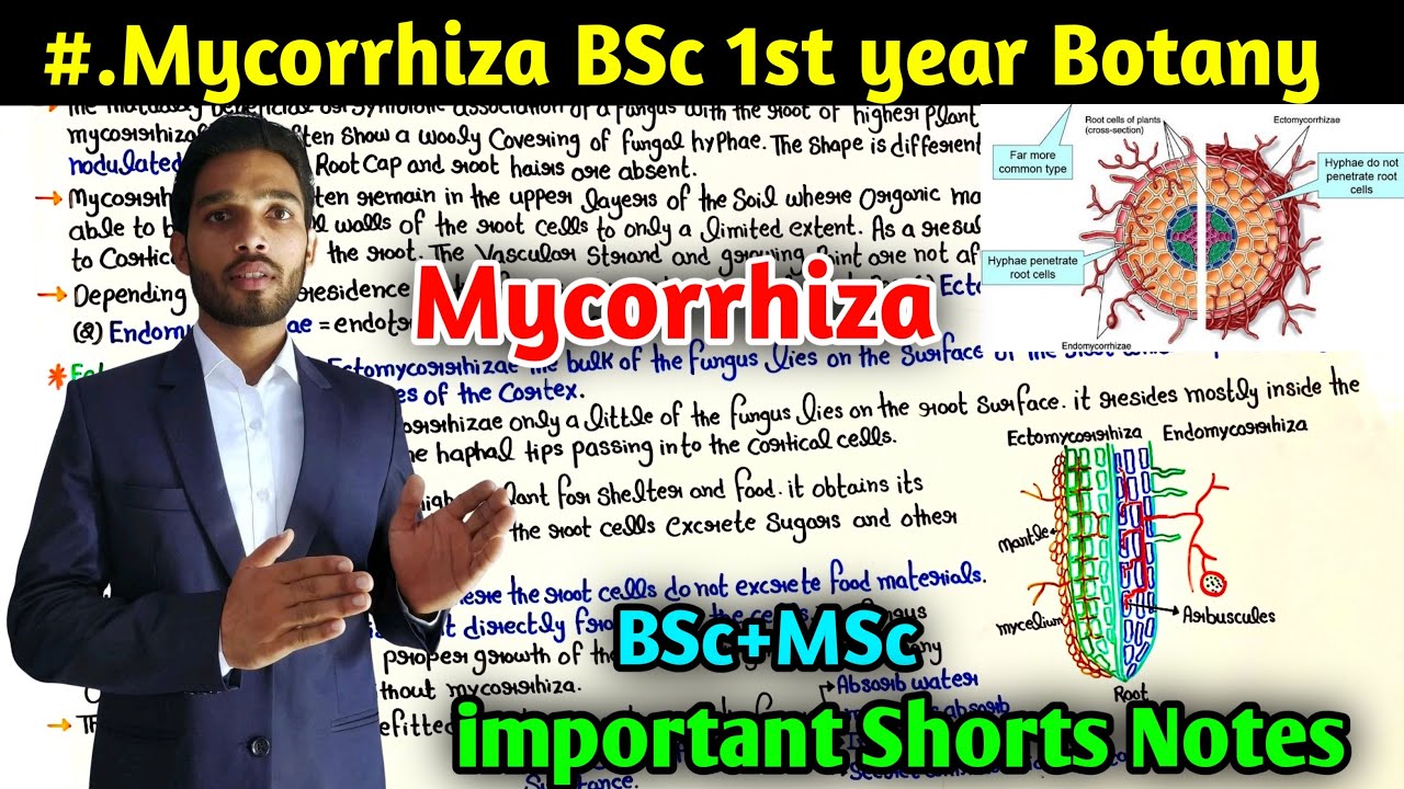 What is Mycorrhiza || BSc first year Botany 1st Semester || Types of mycorrhiza || mycorrhiza notes