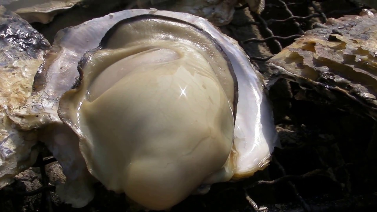 「豊前海一粒かき」牡蠣小屋　Oysters BBQ－2011 冬（2月）