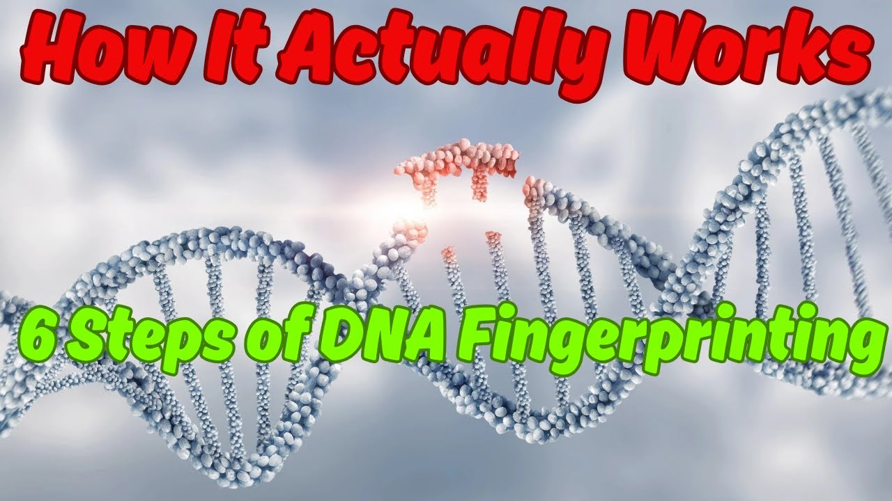 The 6 Steps of DNA Fingerprinting (How It Actually Works)||डीएनए फिंगरप्रिंटिंग के 6 चरण