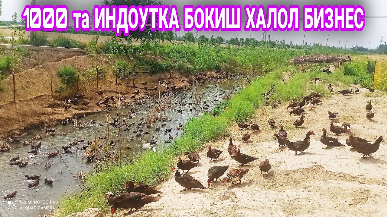 1000 та Индоутка бокиб кунига 2 МЛН ХАЛОЛ ДАРОМАД килиш 📞991385587 O'RDAK BOQISH BIZNESI INDOUTKA