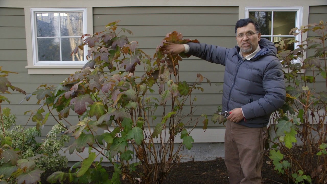 SPANISH PRUNING TUTORIALS