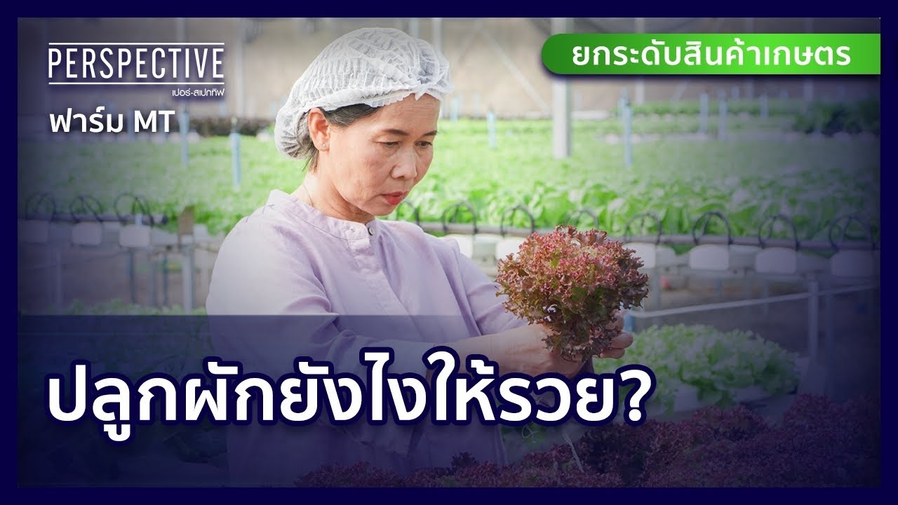 ปิยนุช บรีสเสอะเลอร์ส เจ้าของฟาร์ม MT  ผักไฮโดรโปนิกส์ปลอดสารพิษ | PERSPECTIVE [19 มี.ค. 66]