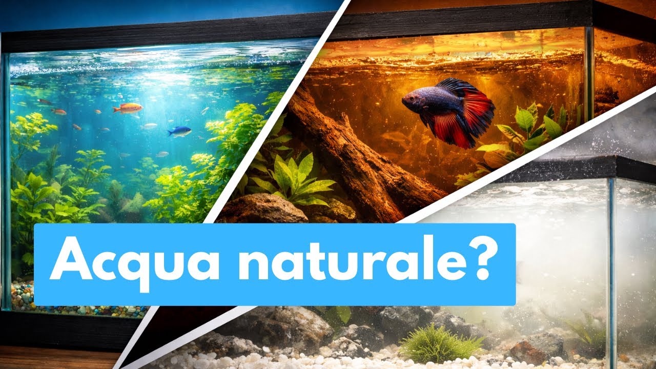 Acqua NATURALE per i tuoi pesci? MEGLIO AMBRATA o CRISTALLINA? Stop Luoghi Comuni 