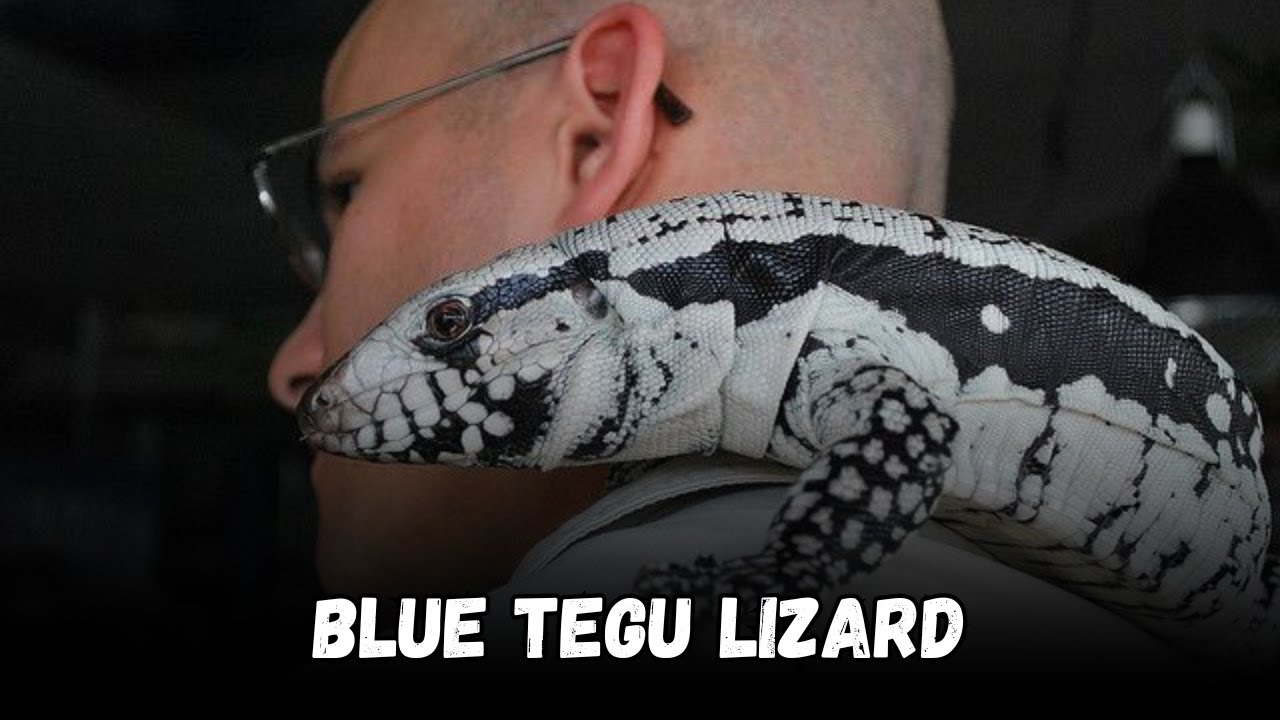 Blue tegu lizard, Buying Cost, Diet, Care Sheet Guide for Beginners