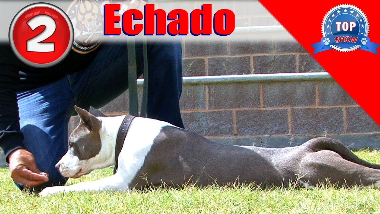 ADIESTRAMIENTO BÁSICO, CÓMO ENTRENAR A MI PERRO 