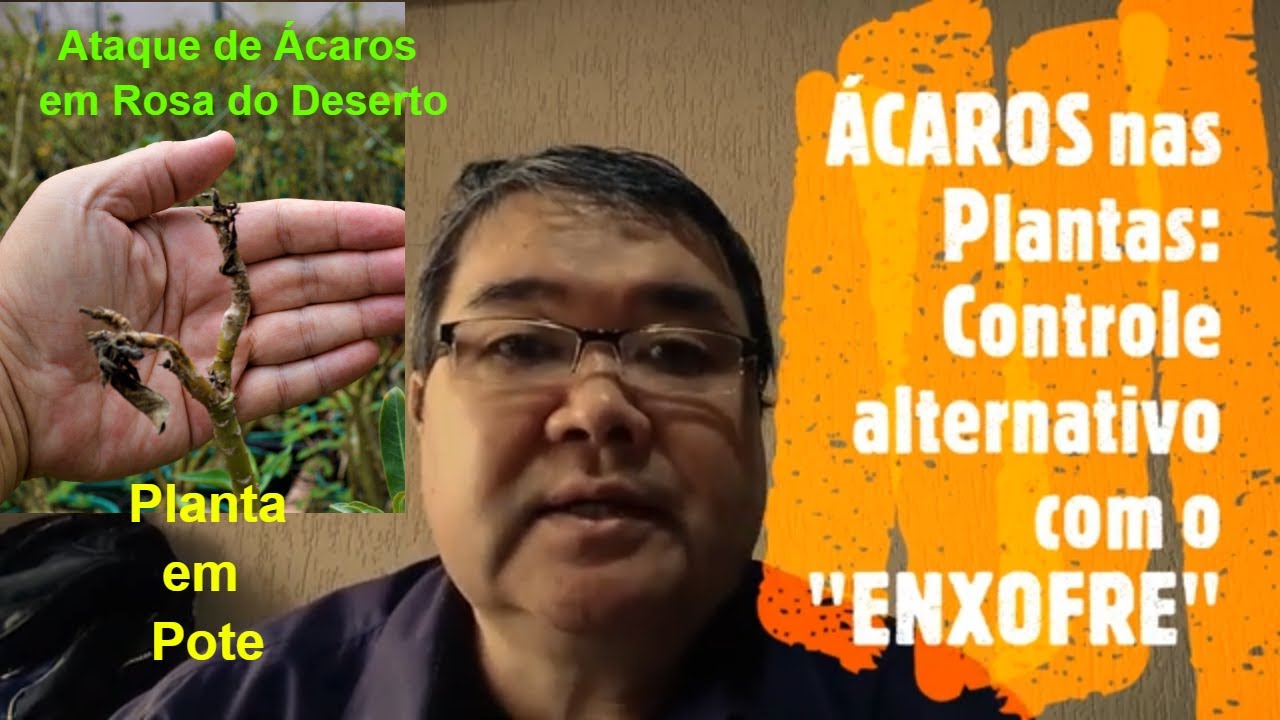 ÁCAROS nas Plantas: Controle alternativo com o 