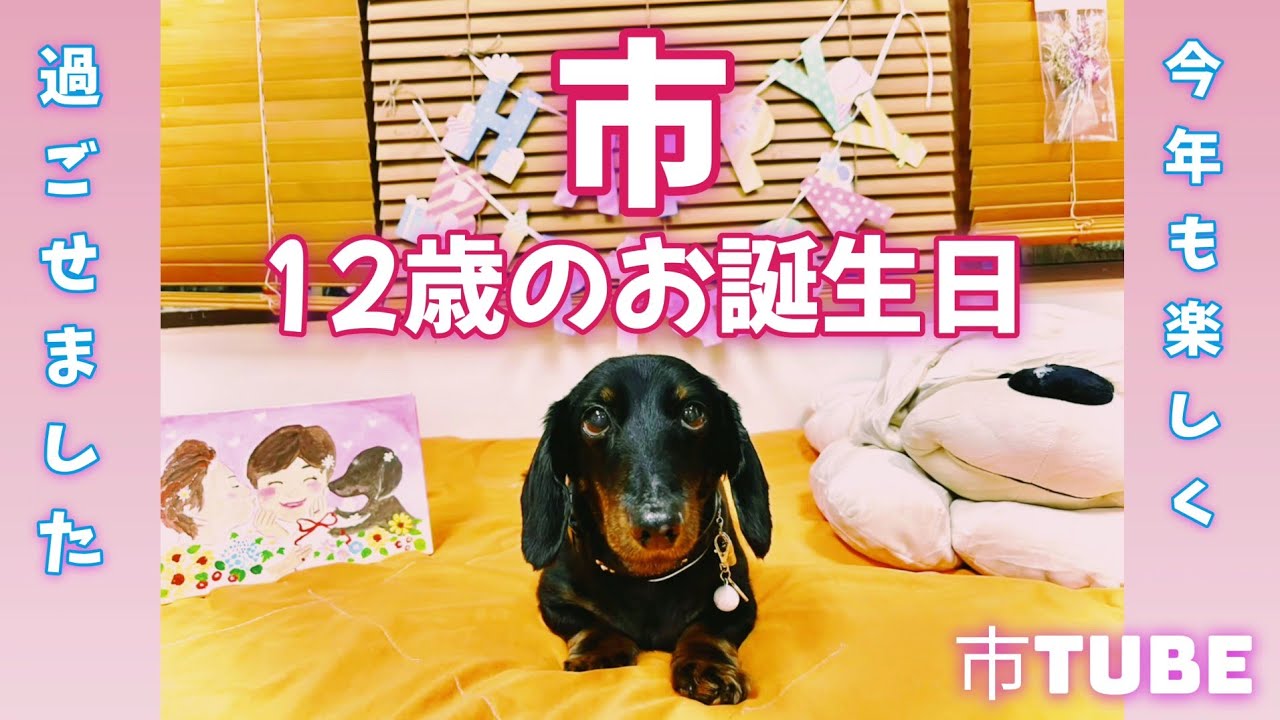【ミニチュアダックスフンド】宣伝部長・市、12歳の誕生日