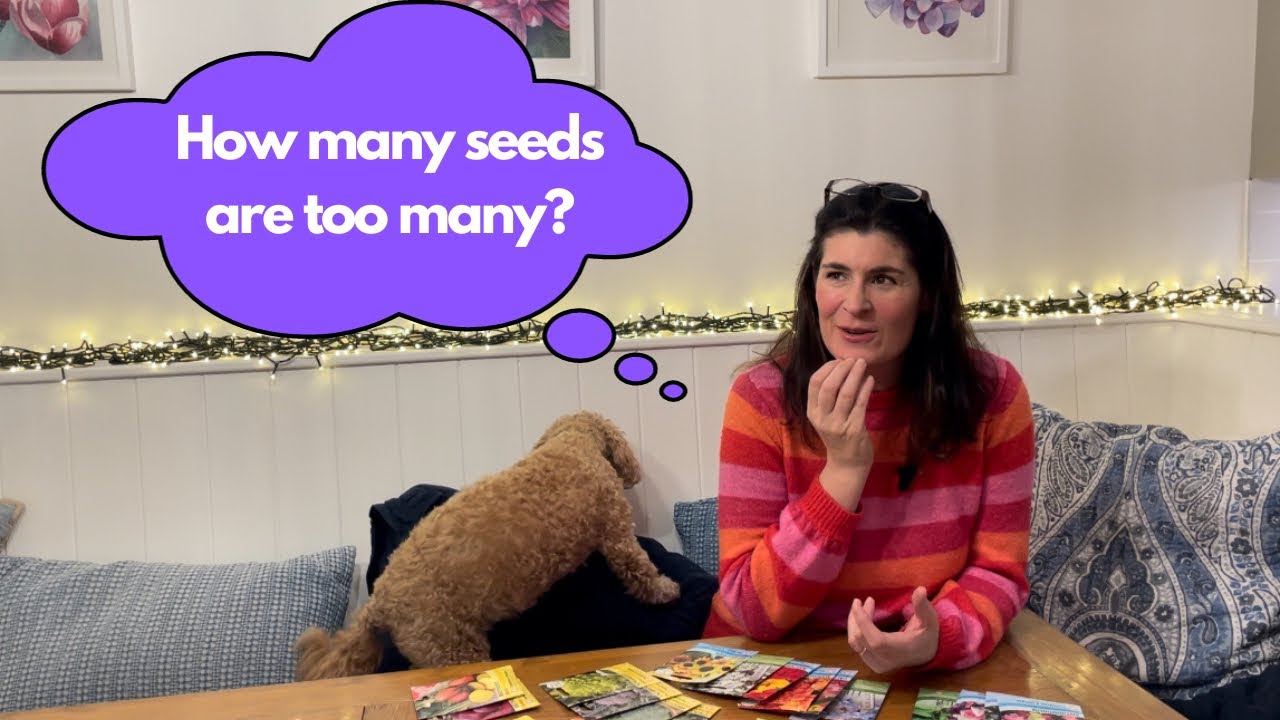 Seed sale brightens my rainy day