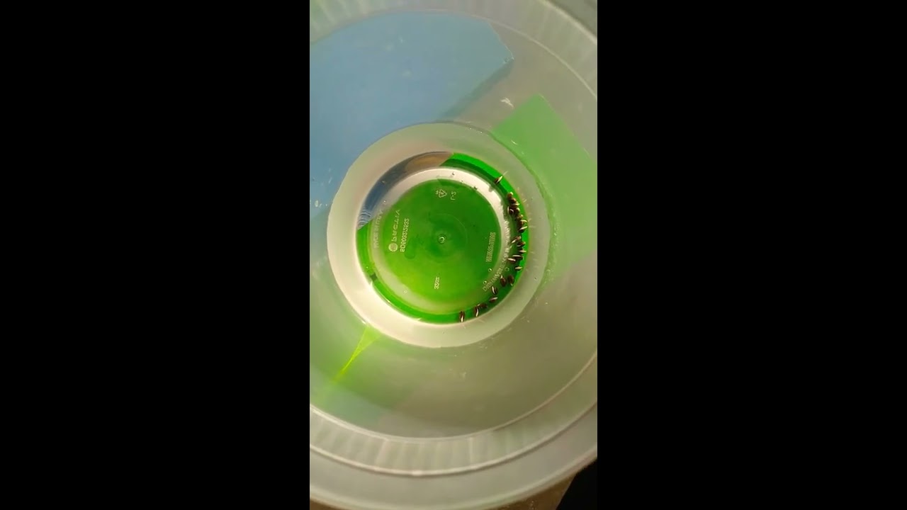 HOW TO SUCCESSFULLY GERMENATE CANNABIS SEEDS 100% SUCCESSFUL#LETSGITIT