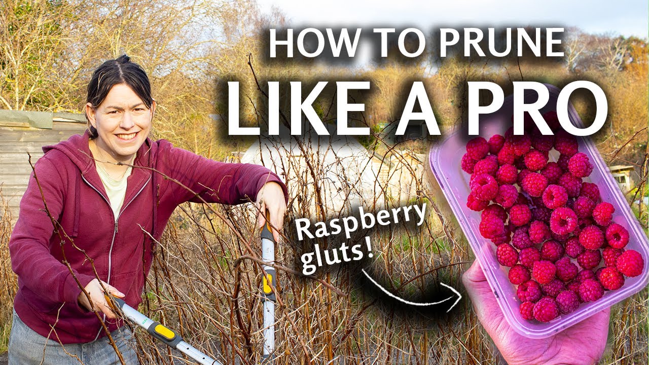 How to prune raspberries - February garden jobs