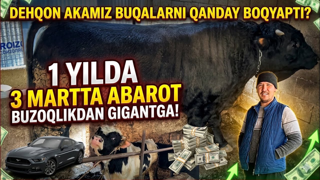 Uy sharoitida Buqa Boqish: Kam harajat kop bilan daromat qilish✅
