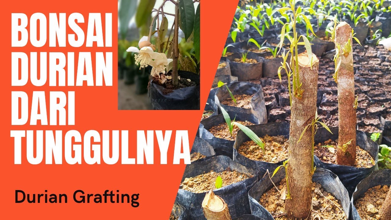 TERUNGKAP !! TERNYATA INI RAHASIA BATANG ATAS JADI CEPAT BESAR