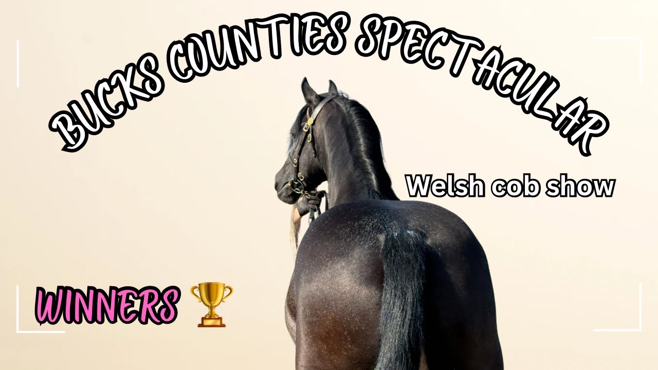 Bucks County Spectacular | Наше последнее в этом году шоу лошадей породы валлийский коб