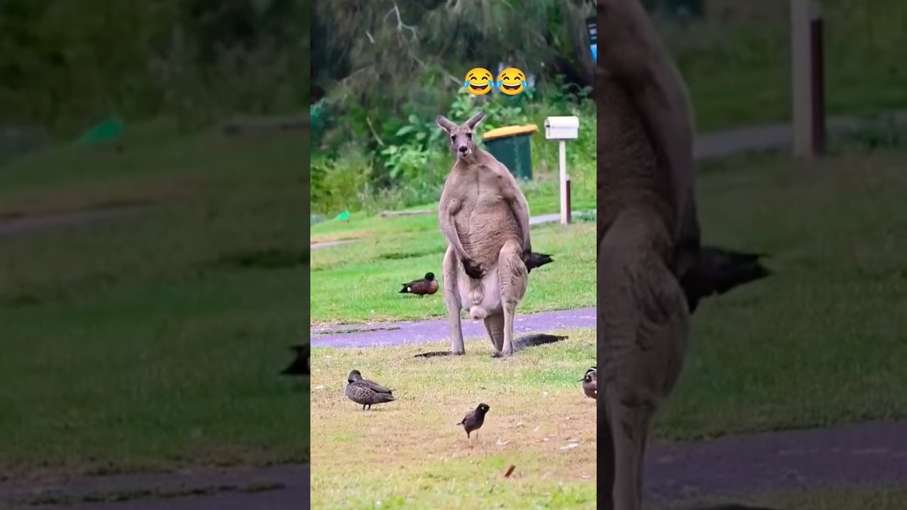 When You Can&rsquo;t Scratch That Itch&hellip; A Roo&rsquo;s Dilemma!