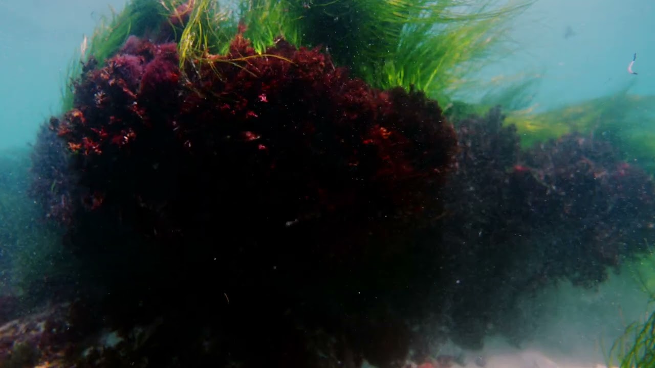 Player Dave - goin under (visualizer)