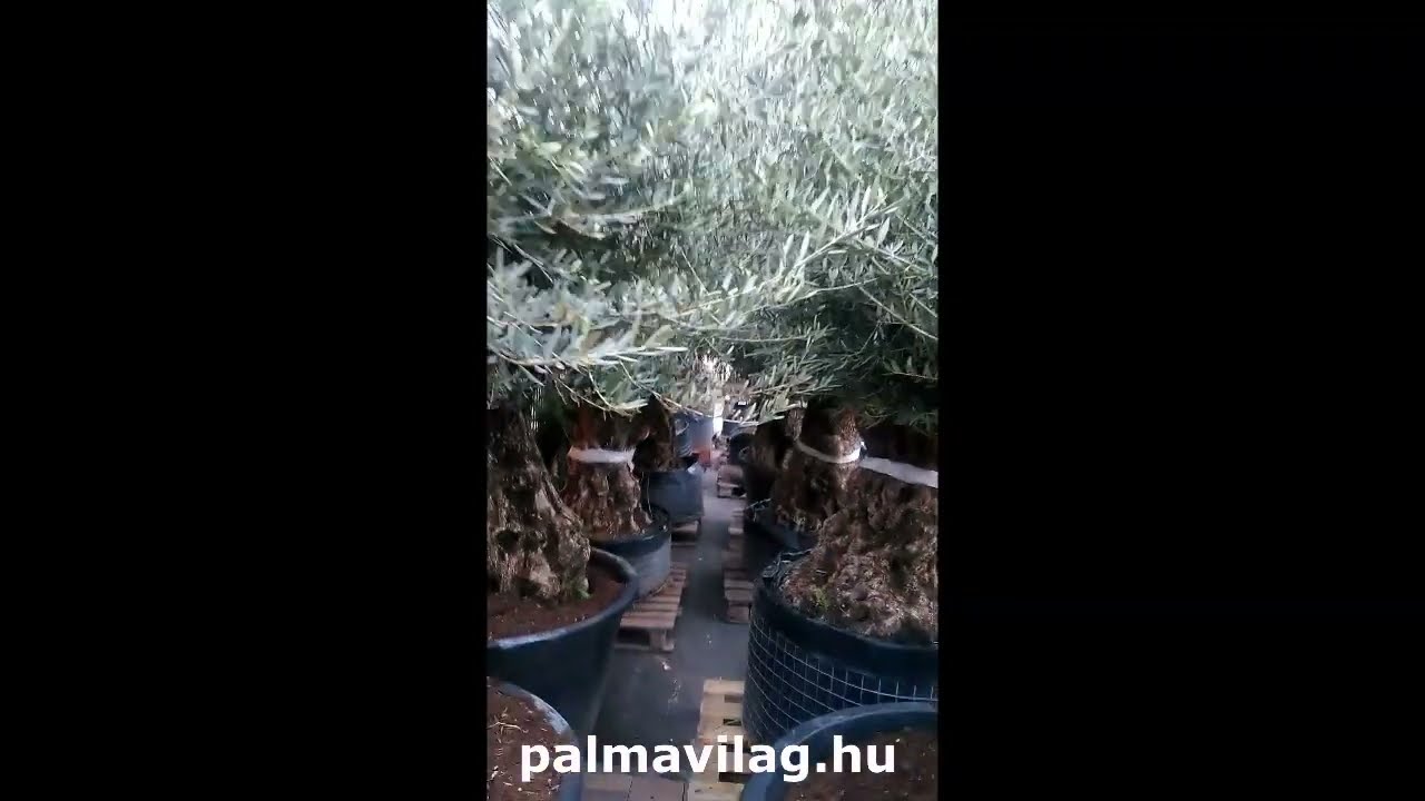 Pálmavilag - 2022. növények