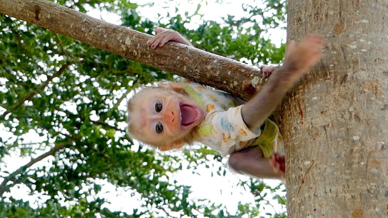 Baby monkey Alan cries a lot because she does not want to learn to climb trees