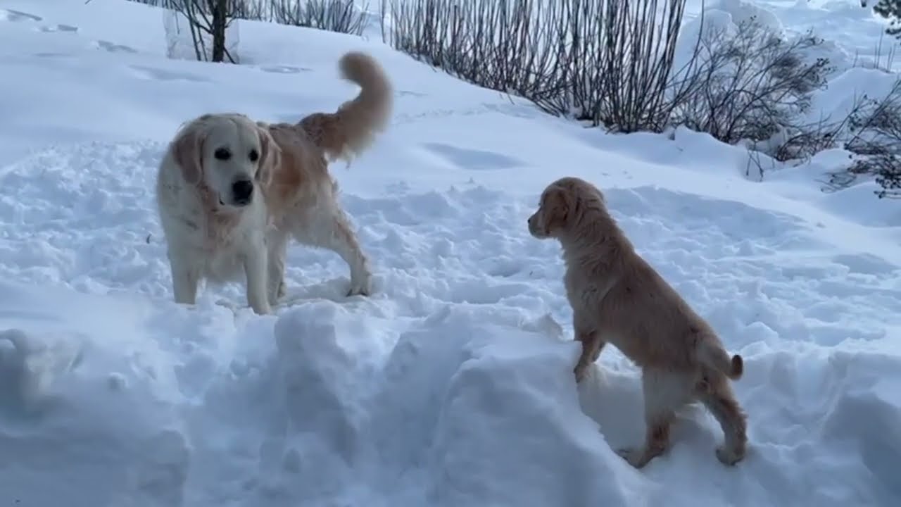 Golden Retriever Newton,  från 7 veckor till 6 månader