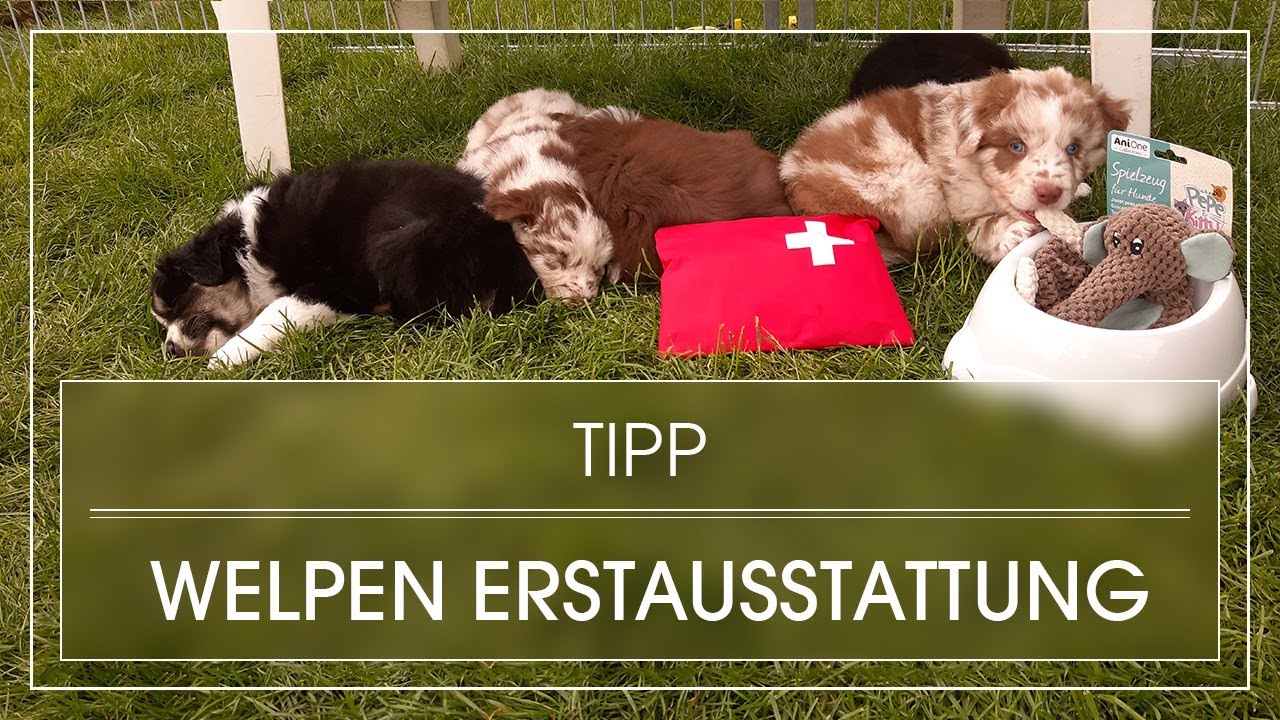 Ein Welpe zieht ein: Erstausstattung | Diese Erstausstattung sollte JEDER Welpenbesitzer haben