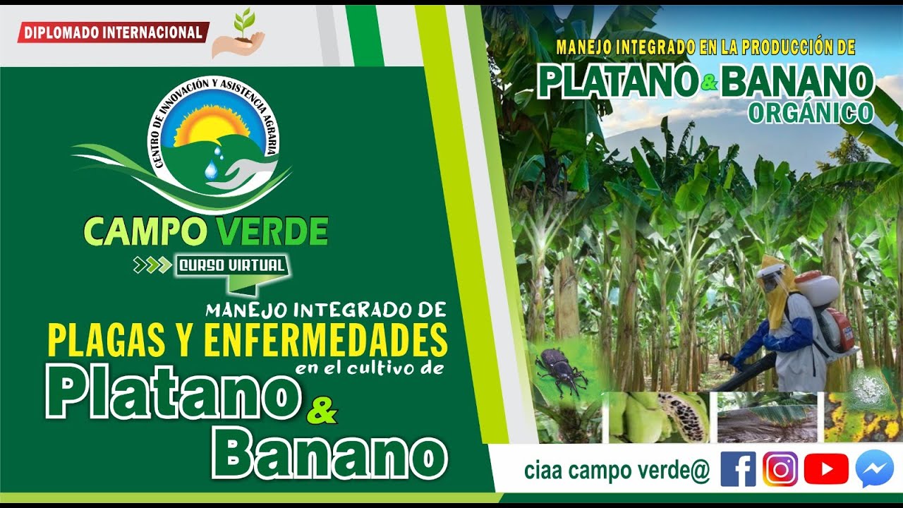 ✅ MANEJO INTEGRADO DE PLAGAS Y ENFERMEDADES DEL CULTIVO DE PLATANOS Y BANANO