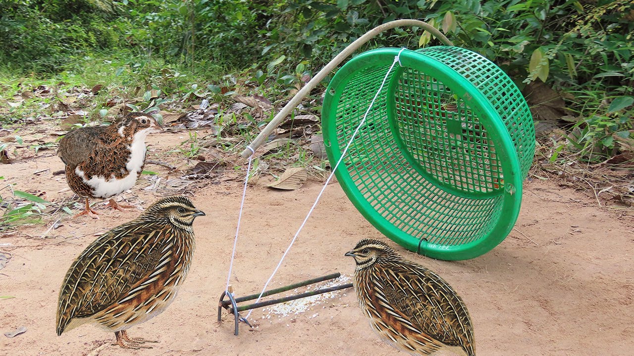 How To Make Bird Trap Easy Automatic saving a Sparrow - Amazing Quick Bird Trap Using Basket & Wood