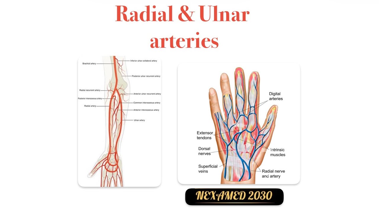 Radial and Ulnar arteries | MSK | Nour Amir